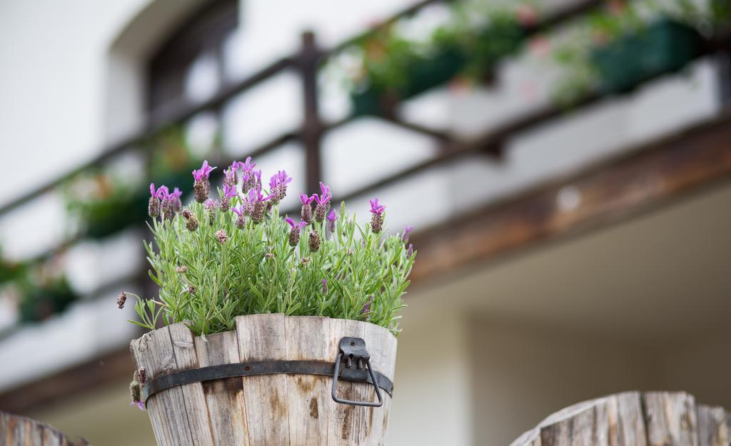 Casa Mosului - Transfagarasan Bed & Breakfast Cîrţişoara Εξωτερικό φωτογραφία